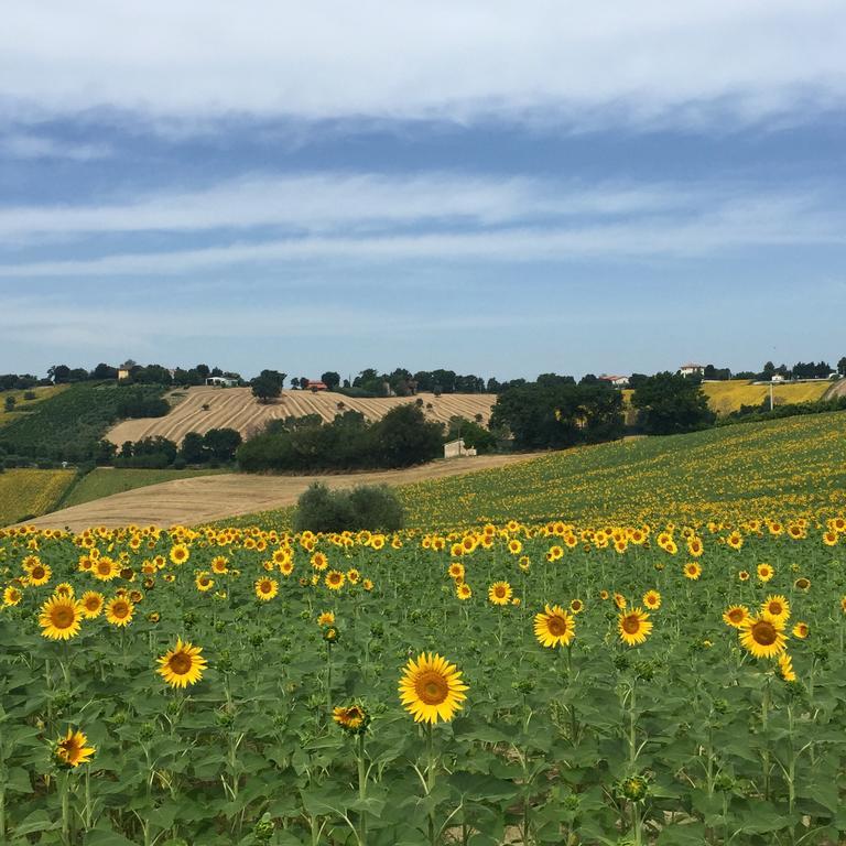 Montenovo Country House Ostra Vetere 외부 사진